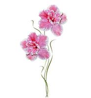 Flower azalea isolated on white background. photo