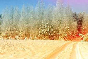 Frozen winter forest with snow covered trees. photo