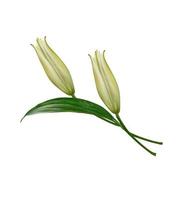 Flower lily isolated on white background. summer photo