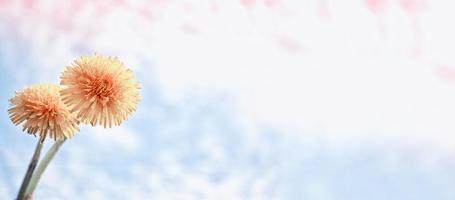 Fluffy dandelion flower against the background of the summer landscape. photo