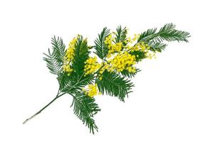 Bush of yellow spring flowers mimosa isolated on white background. photo