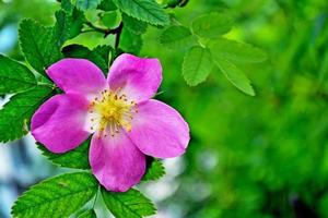 Landscape, flower rosehip photo