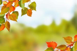 Branch bright colorful autumn leaves. Indian summer. photo