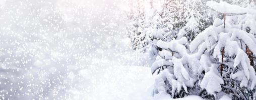 bosque en la escarcha. paisaje de invierno árboles cubiertos de nieve. foto