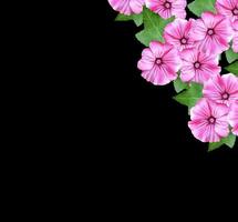 lavatera  isolated on black background. bright flower photo