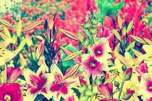 Summer landscape. colorful bright flowers lilies and mallow photo