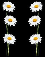 daisies summer white flower photo