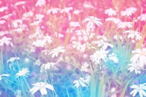 White bright daisy flowers on a background of the summer landscape. photo