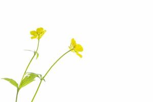 Yellow wildflowers buttercup isolated on white background. photo