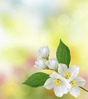 White jasmine. The branch delicate spring flowers photo