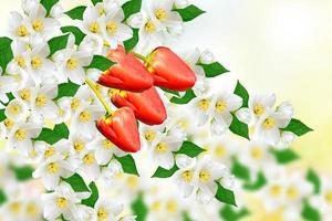 White jasmine The branch delicate spring flowers photo