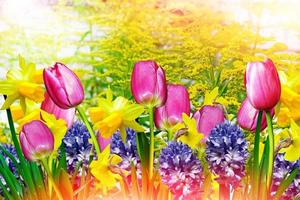 paisaje de verano. narcisos de flores. tulipanes foto