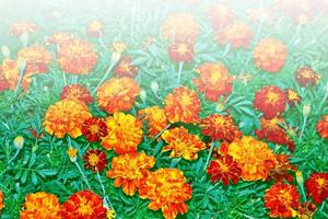 bright and colorful flowers marigolds. autumn landscape. photo