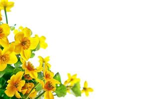 Bright yellow spring flowers on a white background. photo