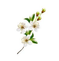 ramita floreciente de cerezo aislado sobre fondo blanco foto
