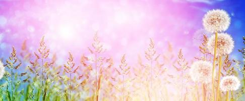 Fluffy dandelion flower against the background of the summer landscape. photo