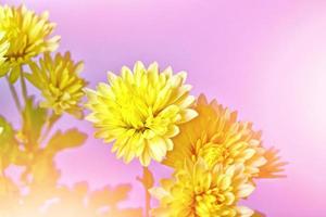 Colorful chrysanthemum flowers on a background of the autumn landscape photo