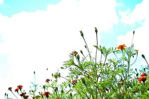 caléndula de flores coloridas y brillantes contra el fondo del paisaje de verano. foto