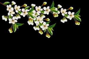 Flowering branch of apple isolated on a black background. Spring photo