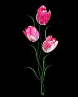 flowers tulips isolated on black background. photo