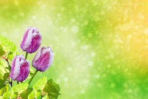 Green spring foliage and bright tulip flowers. photo