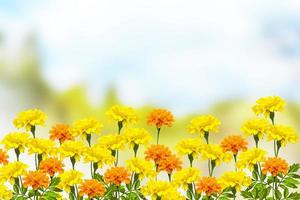 bright and colorful flowers marigolds. autumn landscape. photo