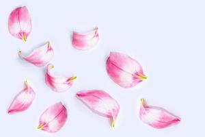 Bright colorful lily flowers. Floral background. photo