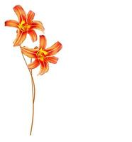 Flower lily isolated on white background. photo