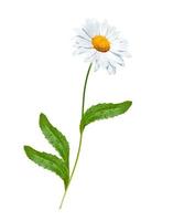 daisies summer white flower isolated on white background photo