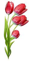 spring flowers tulips isolated on white background photo