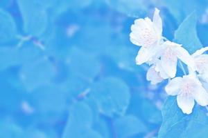 White jasmine The branch delicate spring flowers photo