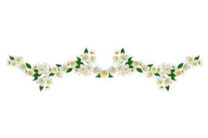 branch of jasmine flowers isolated on white background photo