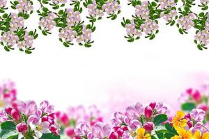 Flowering branch of apple isolated on a white background. Spring photo