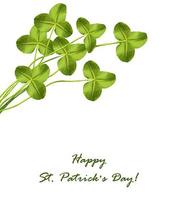 leaf clover on white background photo