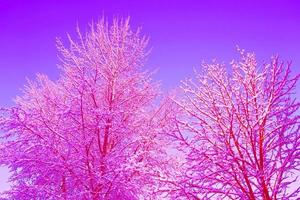 Frozen winter forest with snow covered trees. photo