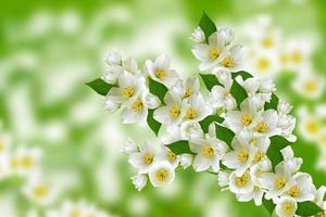 Spring landscape with delicate jasmine flowers photo