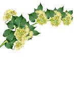 linden flowers on a white background photo