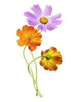 Cosmos flowers isolated on white background photo