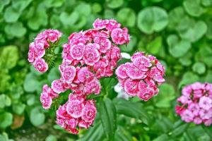 Bright and colorful carnation flowers photo