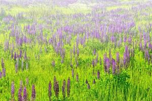 Summer landscape with beautiful bright lupine flowers photo