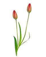 spring flowers tulips photo