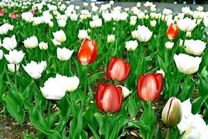 white and red tulips photo