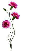 Carnation flowers. Nature. photo