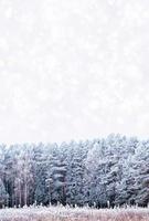 bosque en la escarcha. paisaje de invierno árboles cubiertos de nieve. foto