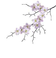 Flowering branch of cherry photo