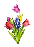 spring flowers tulips isolated on white background. hyacinth photo