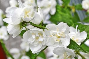 jazmín blanco la rama delicadas flores de primavera foto