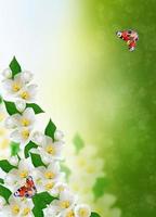 flor de jazmín blanco. foto
