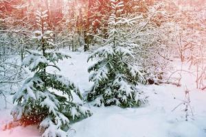 Winter forest. Winter landscape. photo