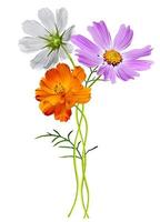 Cosmos flowers isolated on white background photo